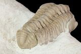 Detailed, Long Kainops Trilobite - Oklahoma #95693-5